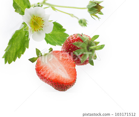 Strawberry white background image 103171512