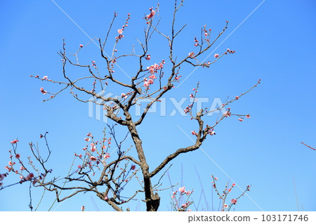 Plum blossoms I wake up several nights 103171746