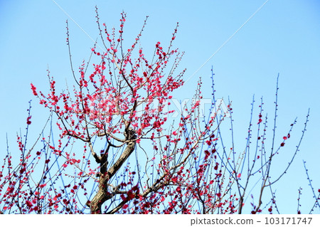 Red flower red flower Kagoshima crimson 103171747