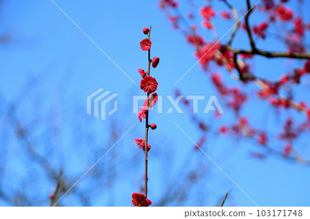 Red flower red flower Kagoshima crimson 103171748