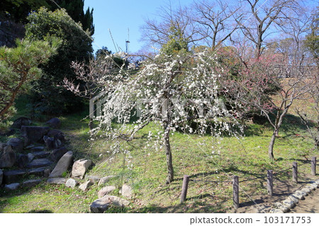 Weeping plum blossoms Weeping plum blossoms 103171753
