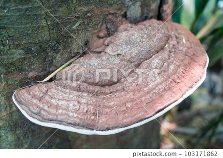 Giant Mushroom Saru no Koshikake Giant Mushroom Saru no Koshikake 103171862
