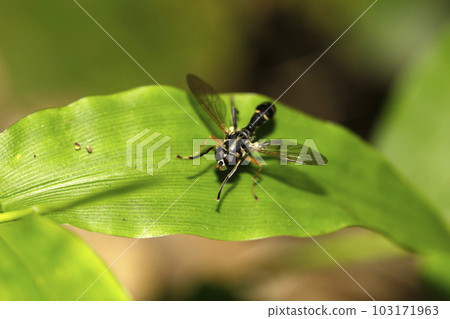 Mutsuboshi wasp hoverfly Mutsuboshi wasp hoverfly 103171963