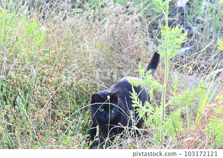 A black cat looking around on the embankment A black cat looking around on the embankment 103172121