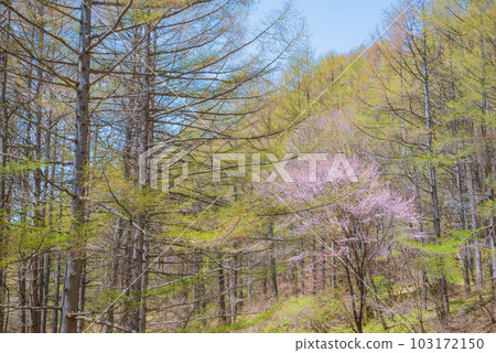 Fresh green and cherry blossoms [Azalea line] 103172150