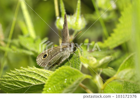 Ypthima argus 103172376