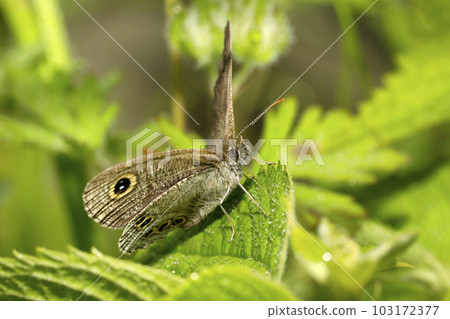 Ypthima argus 103172377