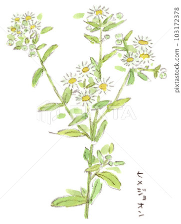 Spring to early summer flowers, watercolor illustration of Himejoon blooming small white flowers like wild flowers 103172378