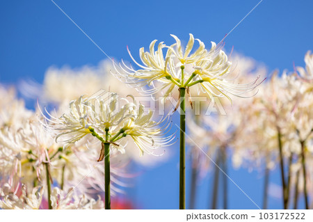 藍天和白色群孤挺花 藍天和白色群孤挺花 103172522