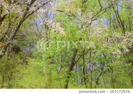 Fresh green and cherry blossoms [Azalea line] 103172638