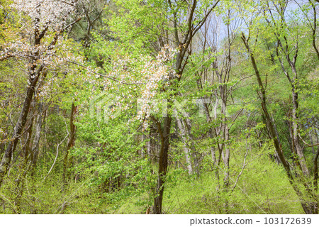 新鮮的綠色和櫻花[杜鵑花線] 103172639