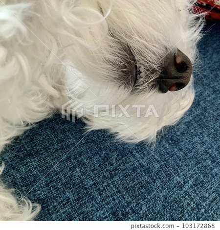 west highland white terrier nose and teeth west highland white terrier nose and teeth 103172868