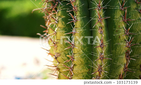 close-up, dry big needles on a cactus close-up, dry big needles on a cactus 103173139