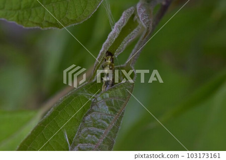 Tortoise family? larvae of 103173161