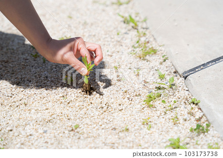 Hand photo of a woman tending the garden Hand photo of a woman tending the garden 103173738