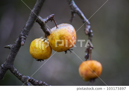 Iced apples on the branches during the autumn frost Iced apples on the branches during the autumn frost 103173897