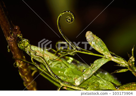 Green stems and leaves of plants covered with ice Green stems and leaves of plants covered with ice 103173904