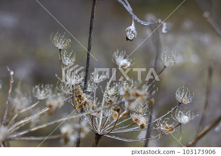 Umbelliferae (Apiaceae) plants covered with ice Umbelliferae (Apiaceae) plants covered with ice 103173906