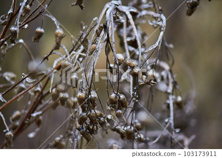 Freezing rain consequences Freezing rain consequences 103173911