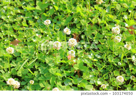 White clover white flowers White clover white flowers 103174050
