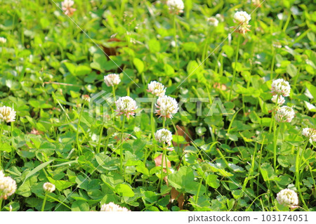 White clover white flowers White clover white flowers 103174051
