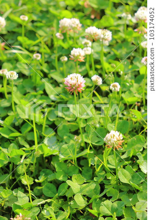 White clover white flowers White clover white flowers 103174052