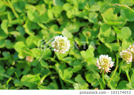 White clover white flowers 103174053