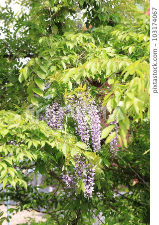  紫藤花 103174067