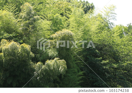 I walked in Mitsuike Park 103174238