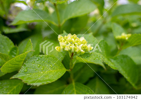 Hydrangea buds and leaves getting wet in the rain Hydrangea buds and leaves getting wet in the rain 103174942