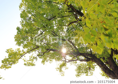Spring camphor tree sun Spring camphor tree sun 103175004