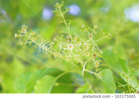 樟樹花在春天 樟樹花在春天 103175085