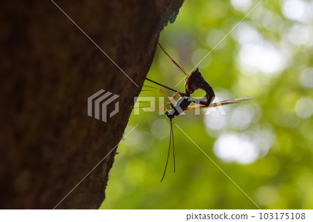 A type of parasitic wasp that pierces trees with ovipositors A type of parasitic wasp that pierces trees with ovipositors 103175108