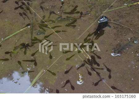 水坑里的蝌蚪 蟾蜍 103175160