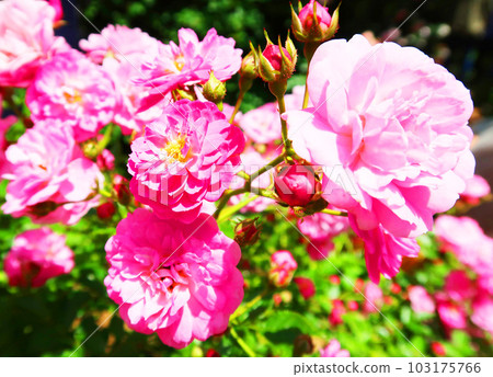 Rose rose pink roses 103175766