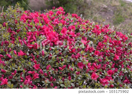 Azalea Azalea 103175902