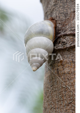 Liguus Tree Snail - Liguus fasciatus - on Gumbo Limbo Tree - Bursera simaruba. 103175934
