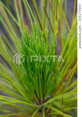 New growth of Florida Slash Pine - Pinus elliottii - in Everglades National Park New growth of Florida Slash Pine - Pinus elliottii - in Everglades National Park 103175947