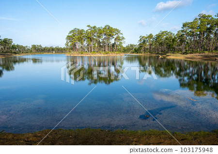 Tranquil morning waterscape with Alligator at Long Pine Key in Everglades. 103175948