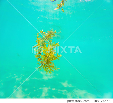 Closeup underwater shot of brown Sargassum algae floating at surface of shallow tropical sea Closeup underwater shot of brown Sargassum algae floating at surface of shallow tropical sea 103176338