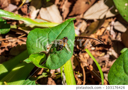 曬太陽的神奈川縣式之森公園 曬太陽的神奈川縣式之森公園 103176426