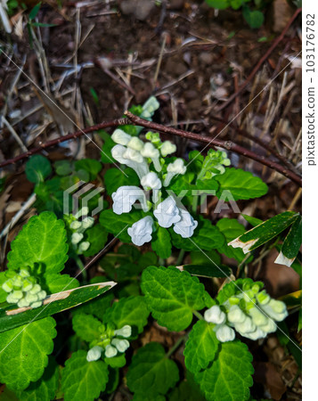 白花辰波草 白花辰波草 103176782