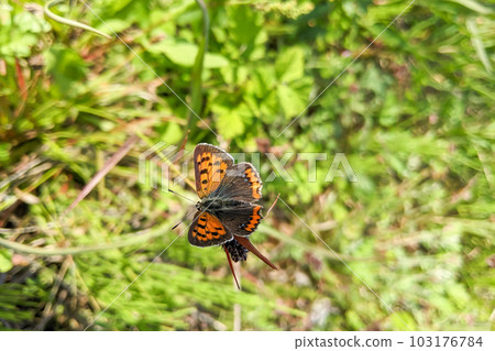 Bright red-orange color in spring Bright red-orange color in spring 103176784