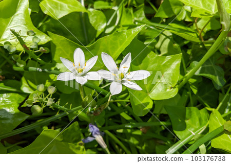 Oormana Large Sweet Potato Star of Bethlehem 103176788