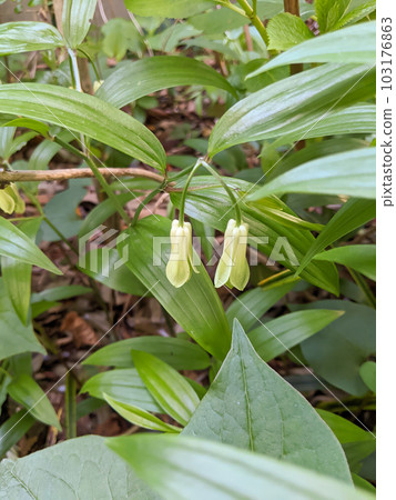 豐厚草豐厚草 豐厚草豐厚草 103176863