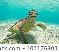 sea turtle 103176903