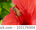 Red flowers and honey bees 103176904