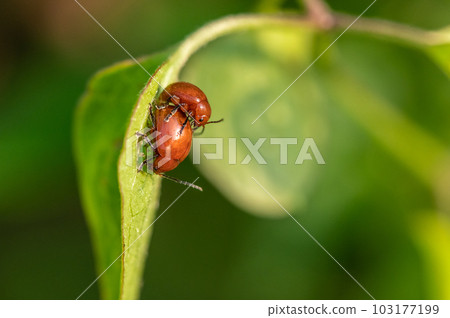 Mating of the green flea beetle 103177199