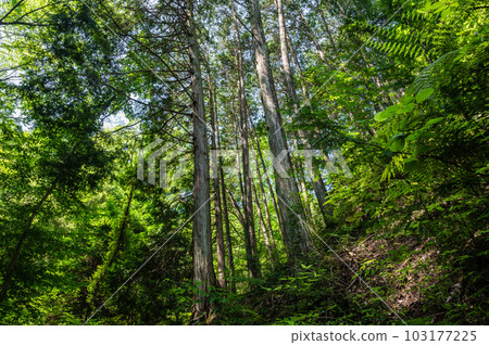 Fumin-no-Mori Hoshida Enchi Fresh green forest in Katano City, Osaka Prefecture 103177225