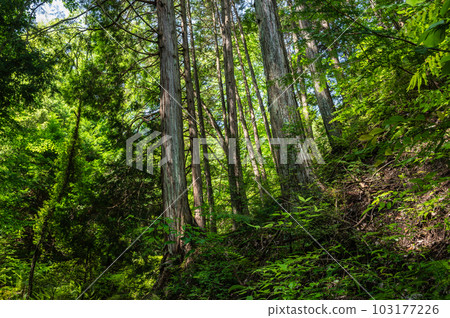 Fumin-no-Mori Hoshida Enchi Fresh green forest in Katano City, Osaka Prefecture 103177226